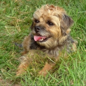 Photo de Border terrier