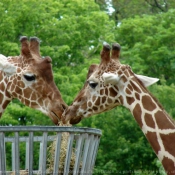 Photo de Girafe