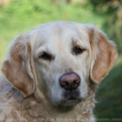 Photo de Golden retriever