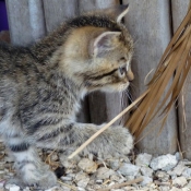 Photo de Chat domestique