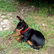 Photo de Pinscher nain