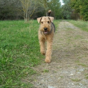 Photo d'Airedale terrier