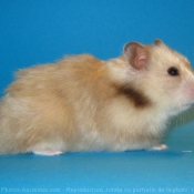 Photo de Hamster