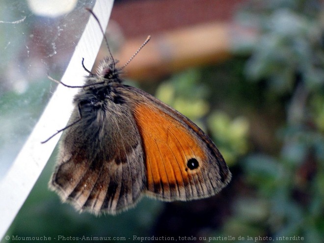 Photo de Papillon