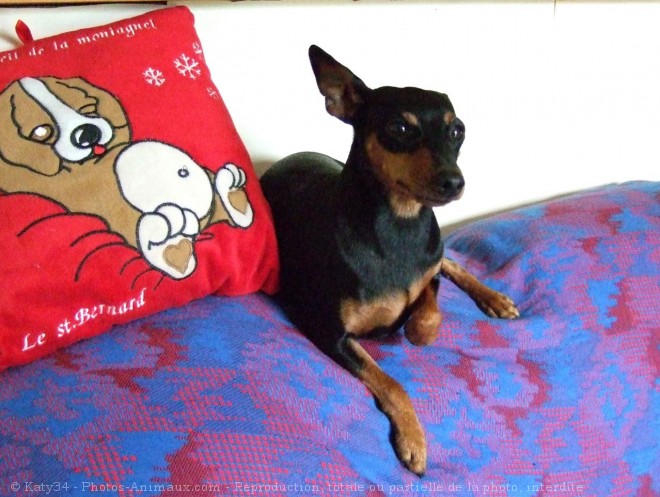 Photo de Pinscher nain