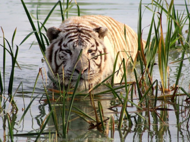 Photo de Tigre