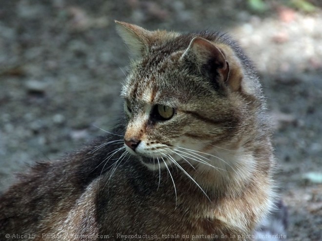 Photo de Chat domestique