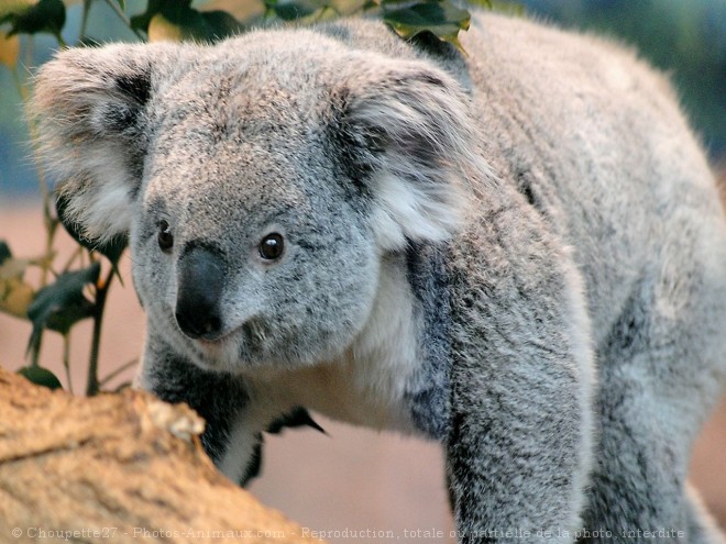 Photo de Koala