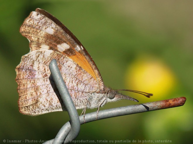 Photo de Papillon