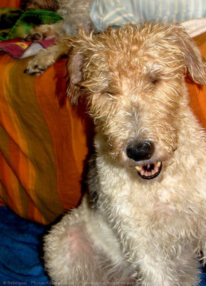 Photo de Fox terrier  poil dur