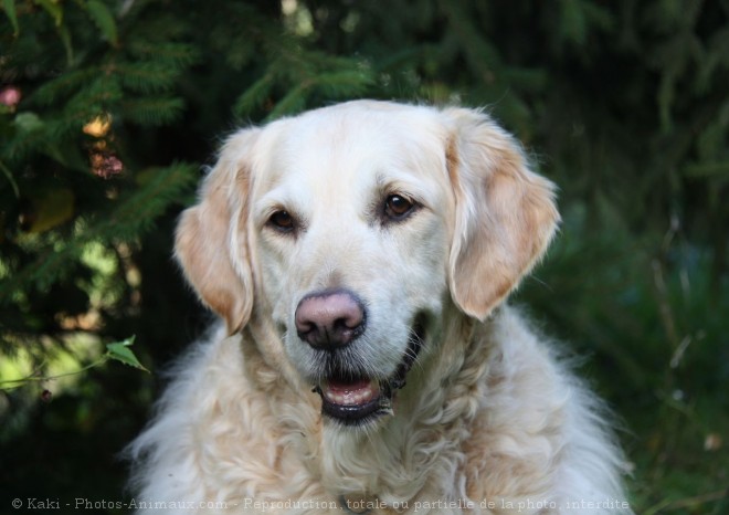 Photo de Golden retriever