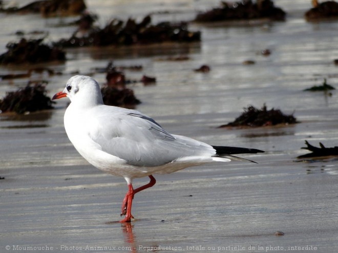 Photo de Mouette