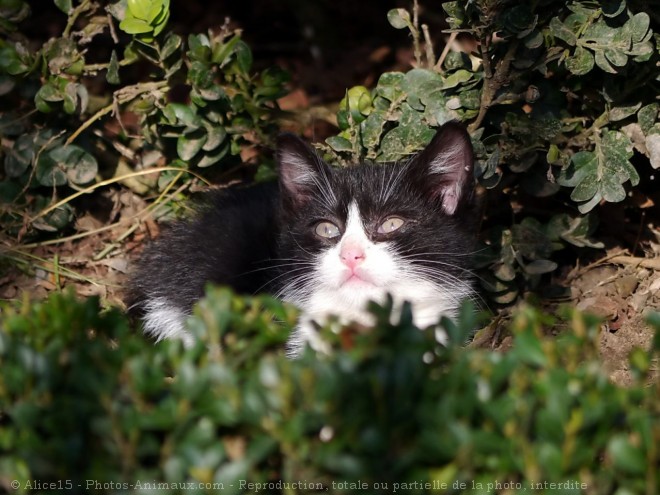 Photo de Chat domestique