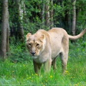 Photo de Lion