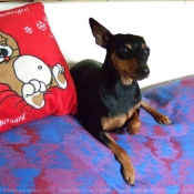 Photo de Pinscher nain