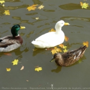 Photo de Canard colvert