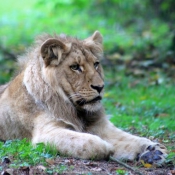 Photo de Lion