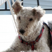 Photo de Fox terrier  poil dur