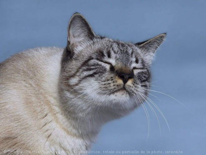 Photo de Chat domestique