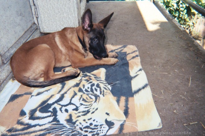 Photo de Berger belge malinois