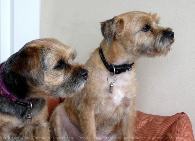 Photo de Border terrier