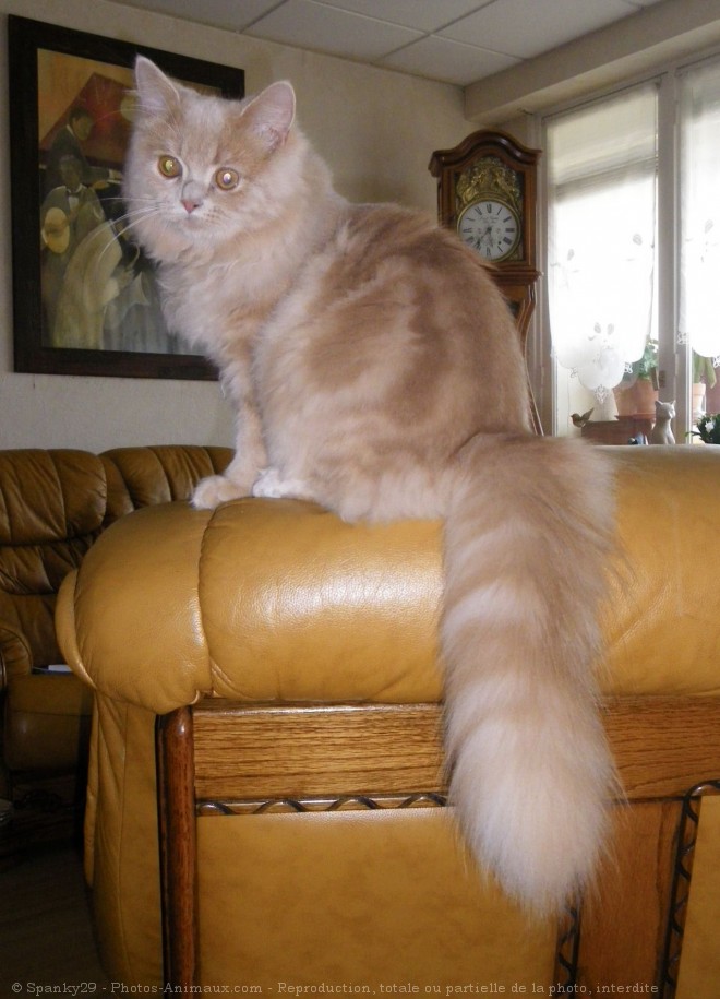 Photo de Maine coon