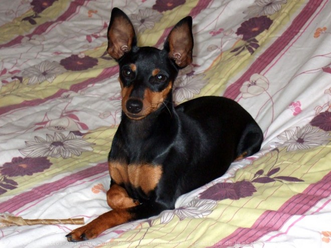 Photo de Pinscher nain