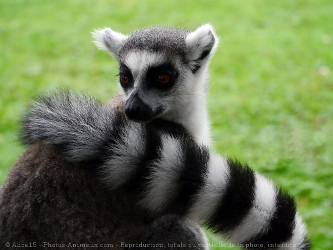 Photo de Lmurien - maki catta