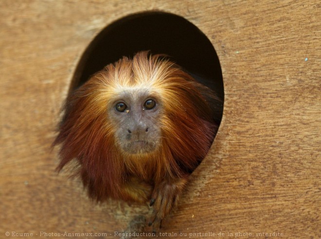 Photo de Singe - tamarin lion  tte dore