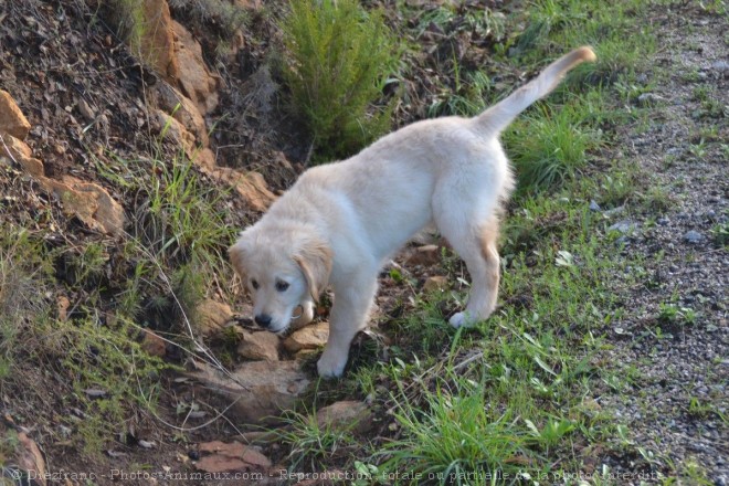 Photo de Retriever de la nouvelle cosse