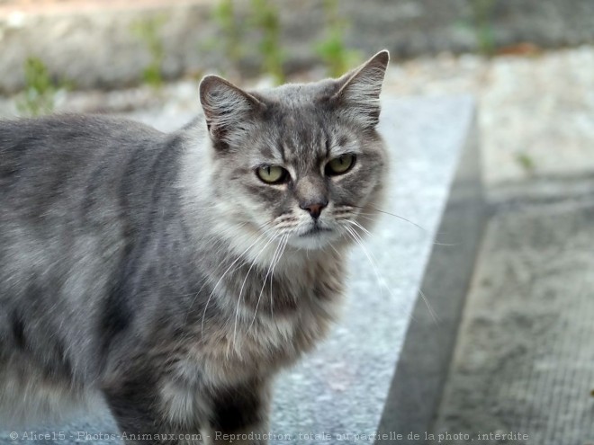 Photo de Chat domestique