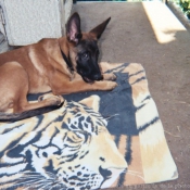 Photo de Berger belge malinois