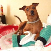 Photo de Pinscher nain