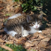 Photo de Chat domestique