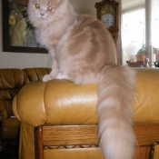 Photo de Maine coon