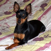 Photo de Pinscher nain