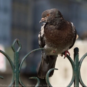 Photo de Pigeon