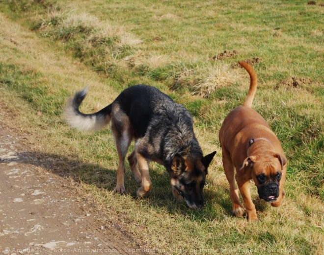 Photo de Races diffrentes