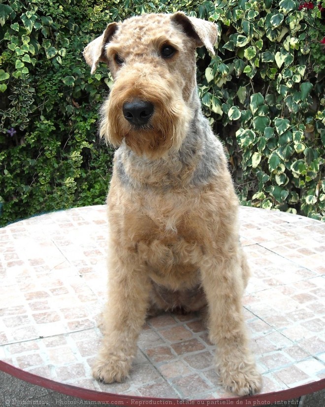 Photo d'Airedale terrier