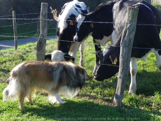 Photo de Colley  poil long