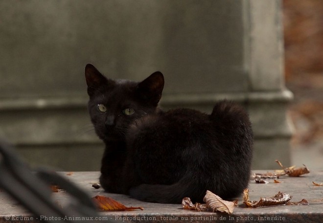 Photo de Chat domestique