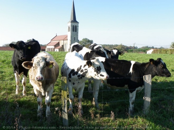 Photo de Vache