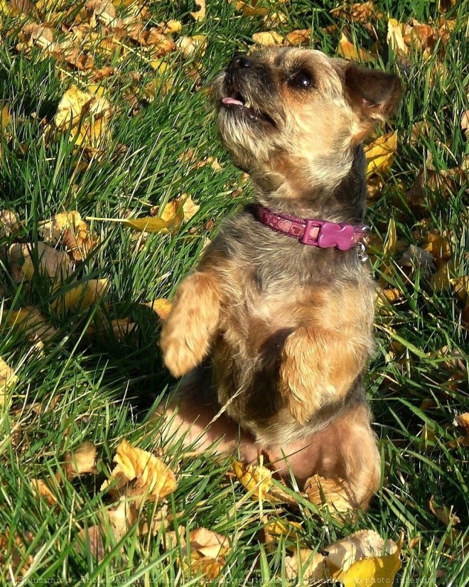 Photo de Border terrier