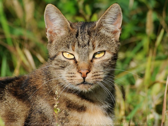 Photo de Chat domestique