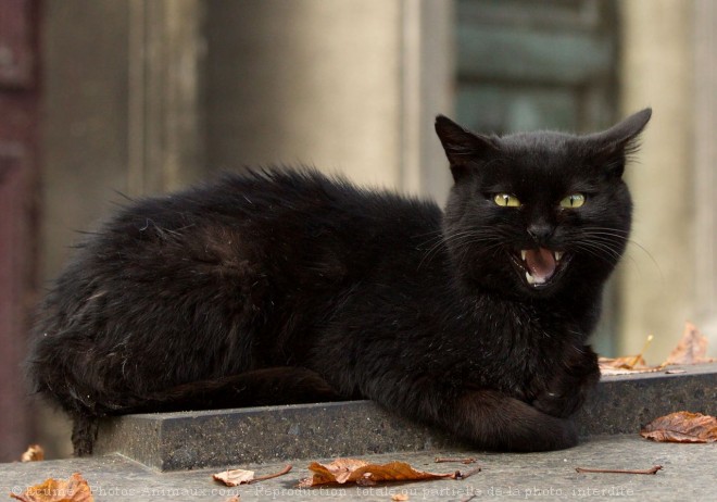 Photo de Chat domestique