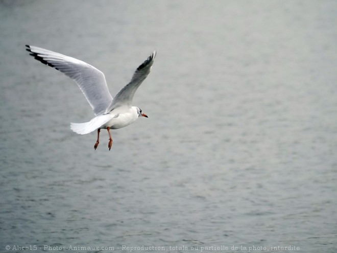 Photo de Mouette