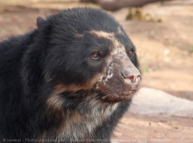 Photo d'Ours