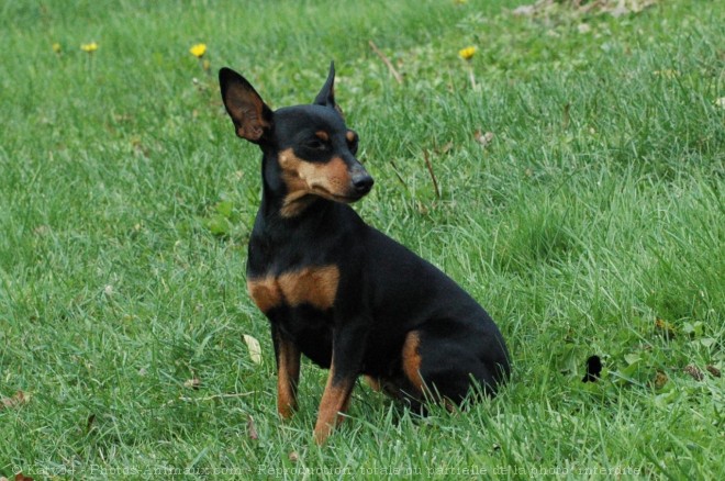 Photo de Pinscher nain