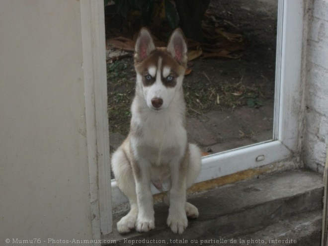 Photo de Husky siberien