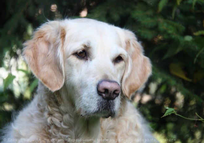 Photo de Golden retriever